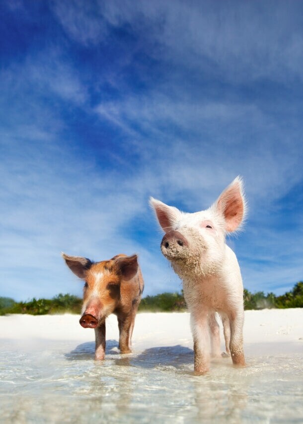 Schweine stehen mit den Beinen im Wasser an einem Sandstrand.