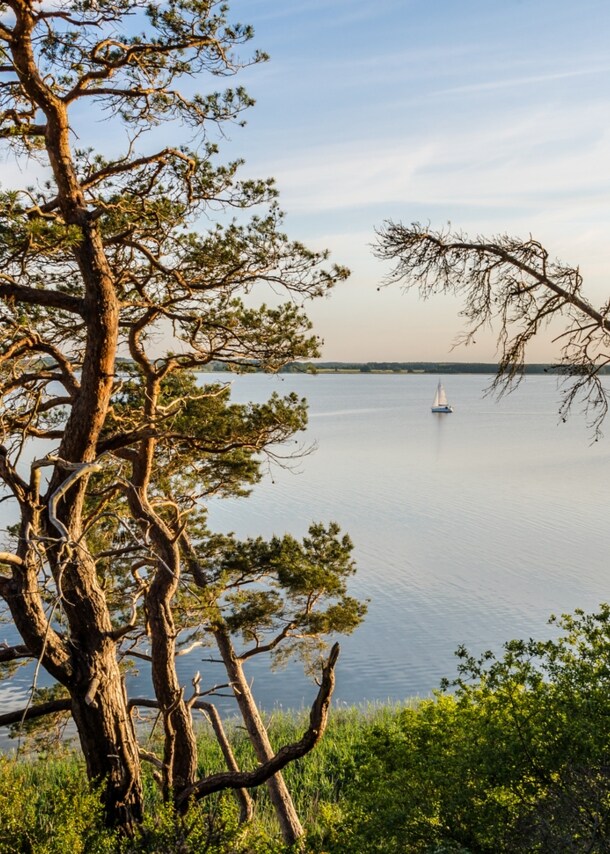 Bäume auf einer Anhöhe auf der Halbinsel Usedom.