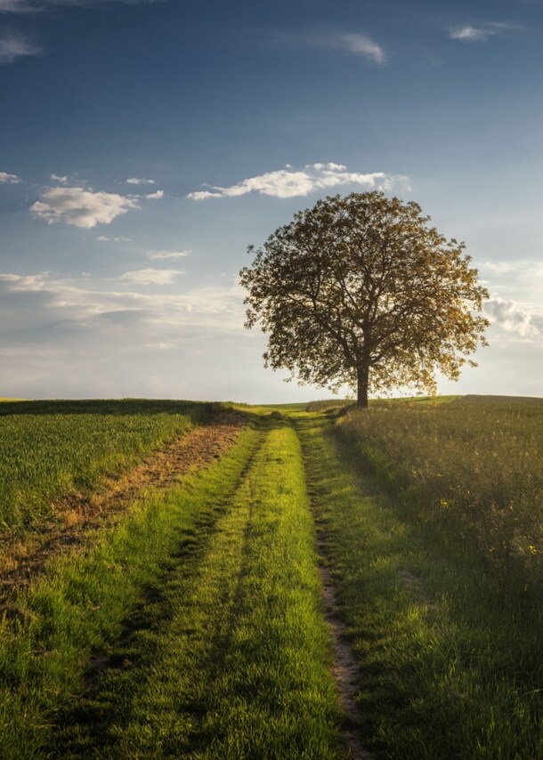 Ein Weg zwischen zwei Wiesen