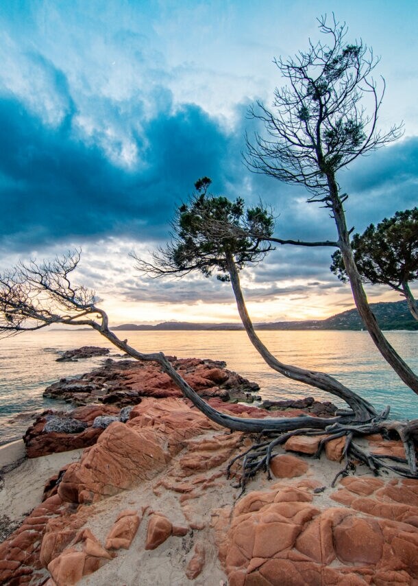 Eine Meeresbucht mit Felsen und knorrigen Bäumen bei Sonnenuntergang