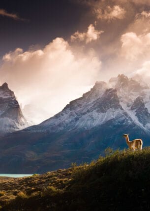Ein Alpaka in der Pampa vor Bergpanorama