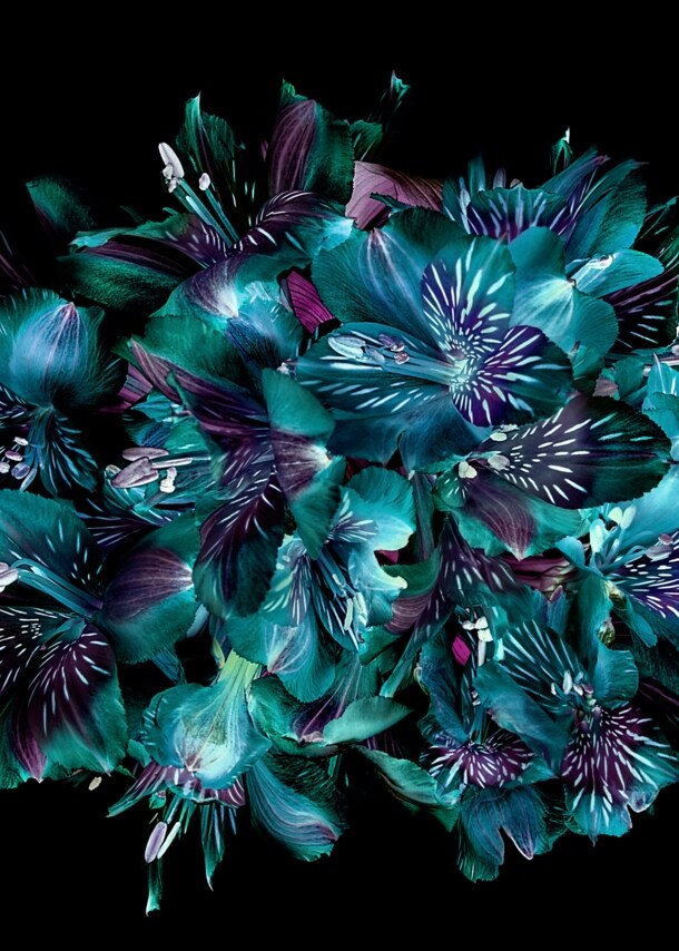Blumen in Blau, Lila und Grün vor einem schwarzen Hintergrund