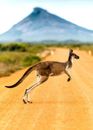 Känguru hüpft über eine sandige Straße in Australien