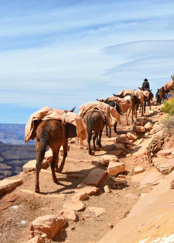 Mehrere bepackte Maultiere laufen an einem Abgrund über einen unbefestigten Weg
