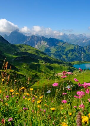 Panoramablick in die Allgäuer Alpen mit Bergsee und blühender Blumenwiese im Vordergrund