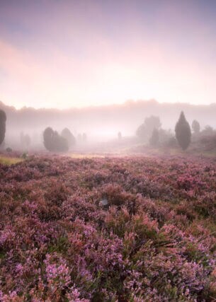 Blühende Heidelandschaft im Nebel bei Sonnenaufgang