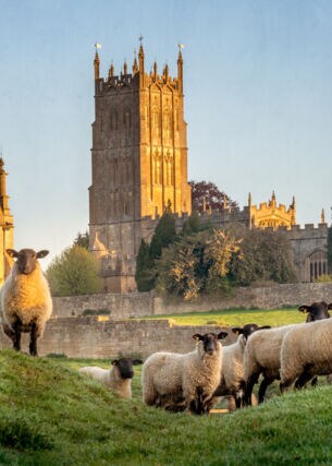 Mehrere Schafe stehen auf einem Grashügel vor einer englischen Wollkirche aus gelbem Kalksandstein