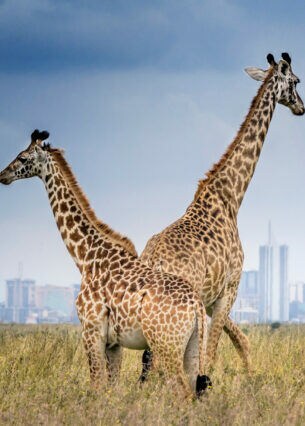 Zwei Giraffen stehen im Steppengras vor der Skyline von Nairobi