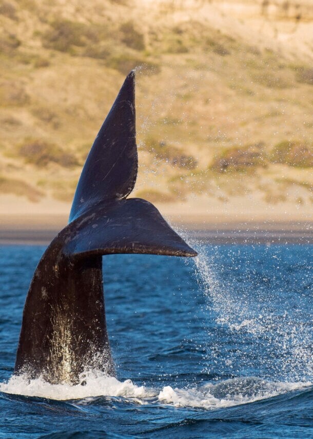 Die Fluke eines Wals ragt aus dem Wasser vor einem menschenleeren Sandstrand