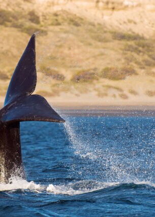 Die Fluke eines Wals ragt aus dem Wasser vor einem menschenleeren Sandstrand