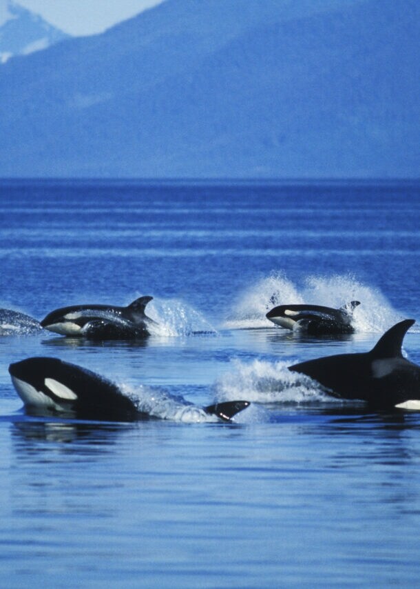 Eine Gruppe von Schwertwalen schwimmt vor einer bergigen Kulisse durchs Meer