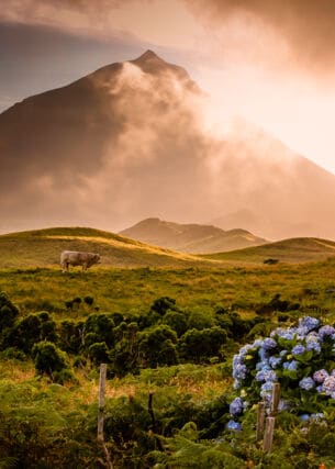 Landschaftspanorama mit Kuh auf einer hügeligen Wiesenlandschaft mit blauen Blumen vor einem Vulkan im Nebel bei Sonnenuntergang.