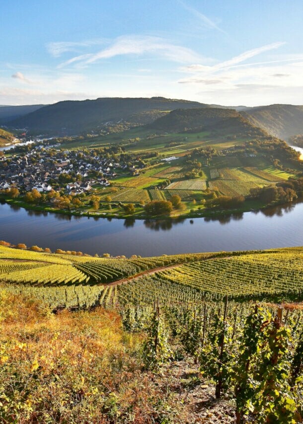 Blick von oben auf einen Weinhang und die Moselschleife bei Kröv.