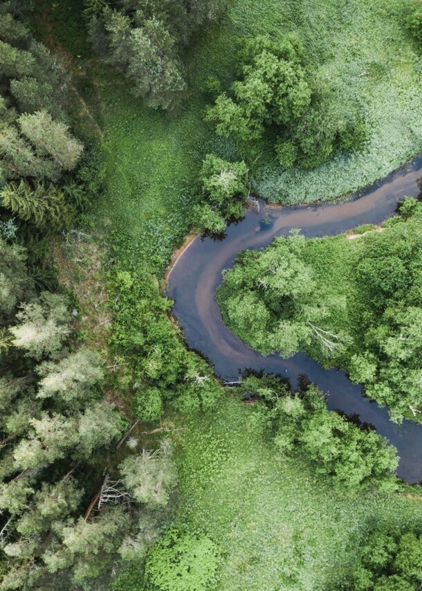 Ein Bach, der sich durch einen Wald schlängelt.