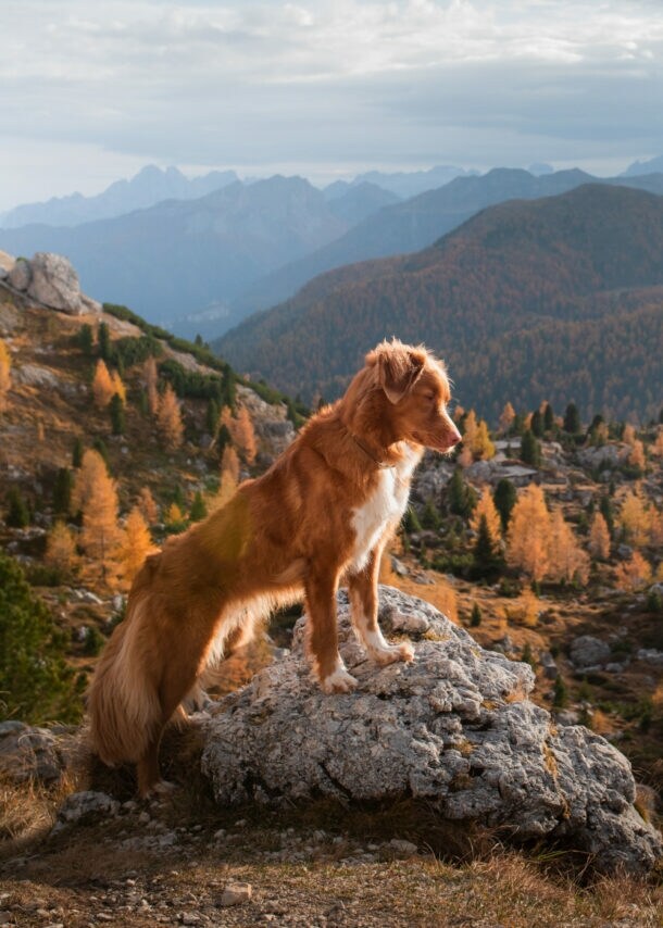 Ein Nova Scotia Duck Tolling Retriever steht auf einem Felsen in einer herbstlichen Berglandschaft.