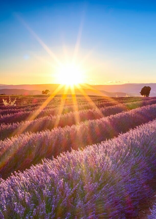Lavendelfeld bei Sonnenuntergang mit leuchtend violetten Blüten und Bergen im Hintergrund