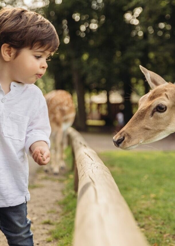 Kleiner Junge in weißem Hemd füttert ein Reh über einen Holzzaun im Park