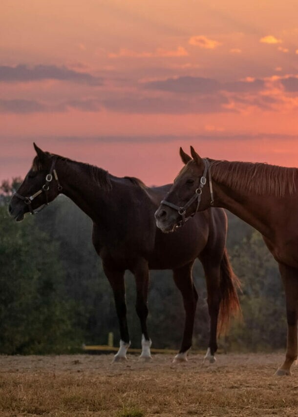 Vier Pferde auf einer Weide bei Sonnenuntergang auf der Taylor Made Farm