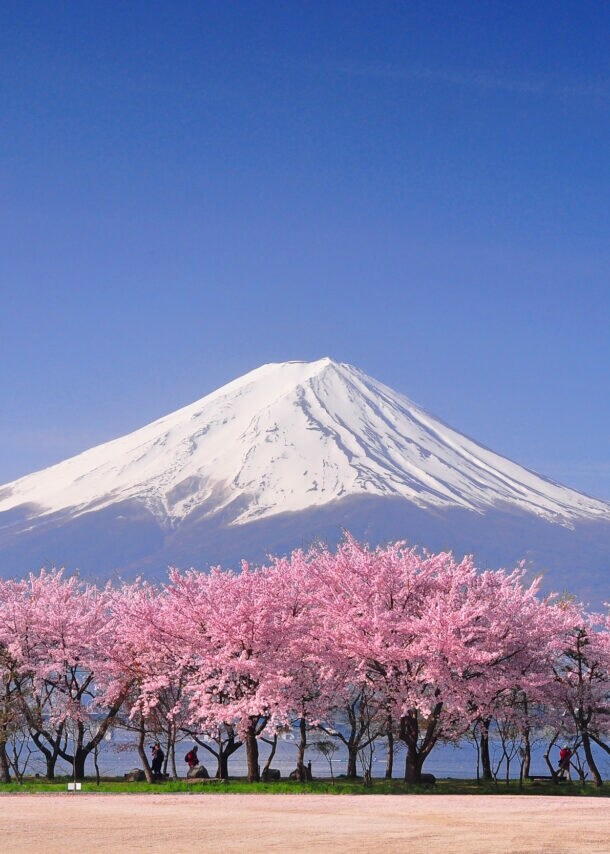 Panoramabild des schneebedeckten Mount Fuji mit rosa blühenden japanischen Kirschblütenbäumen im Vordergrund.