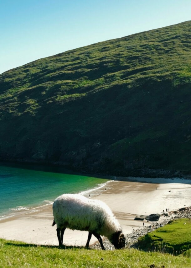 Eine grüne Wiese mit einem Schaf, das grast. Im Hintergrund ist eine Küste mit einem ruhigen, blauen Wasser und einer bewaldeten Hügelkette zu sehen.