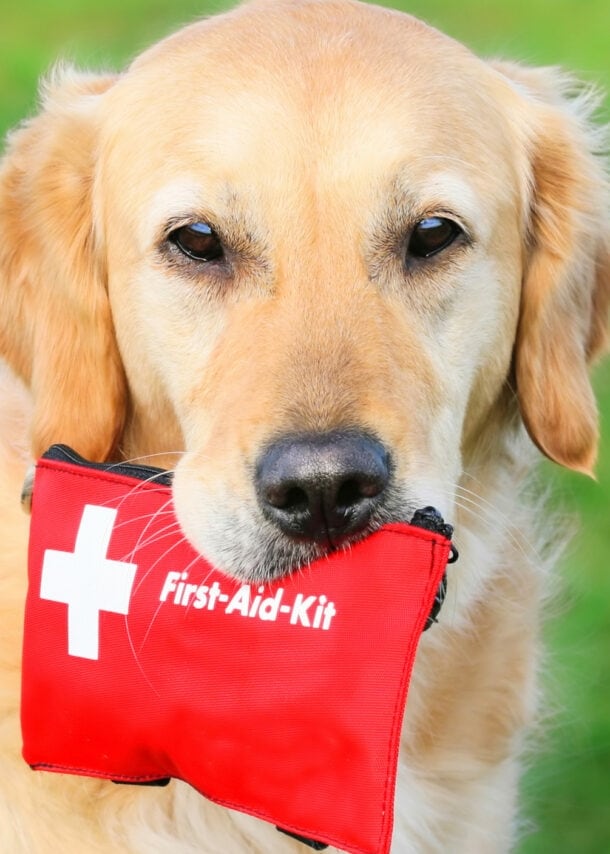 Golden Retriever mit roter Erste-Hilfe-Tasche im Maul sitzt im Gras.