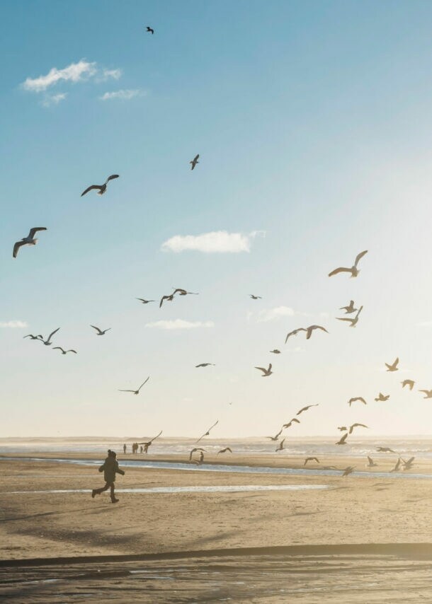 Person läuft am Strand in Dänemark umgeben von fliegenden Möwen, bei sonnigem Himmel mit wenigen Wolken.