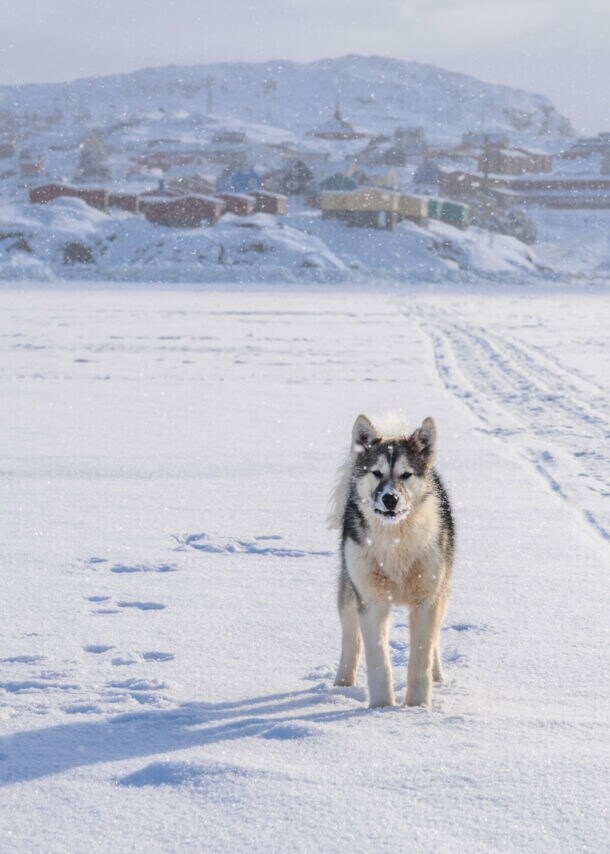 Blick über den zugefrorenen Tasiilaq-Fjord in Ostgrönland. Im Vordergrund schaut ein junger Grönlandhund in die Kamera und im Hintergrund ist die Siedlung Tasiilaq zu erkennen.