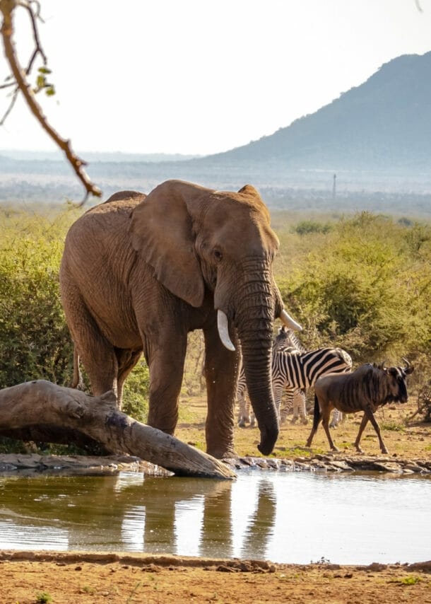 Elefant und mehrere Zebras am Wasserloch, Bäume und Hügel im Hintergrund.