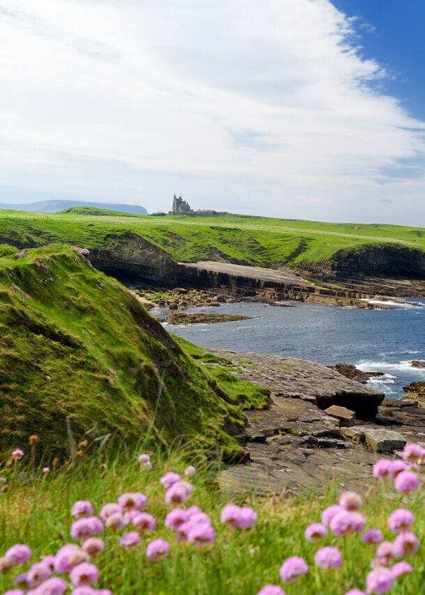 Eine Küstenlandschaft mit steinigen Klippen und Wiesen liegt direkt am Meer, im Vordergrund befinden sich lila Blüten.