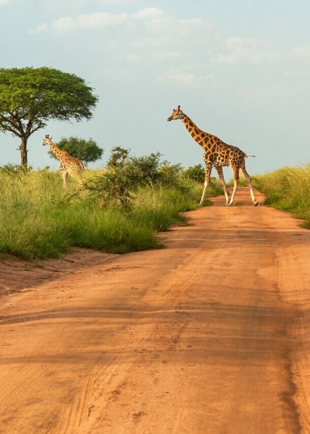 Zwei Giraffen überqueren eine rote Sandpiste in einer Savannenlandschaft, links im Vordergrund ein Safari-Fahrzeug mit Außenspiegel.
