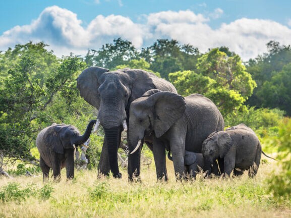 Eine Elefantenfamilie in der grünen Savanne im Kruger Nationalpark