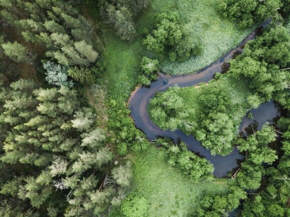 Ein Bach, der sich durch einen Wald schlängelt.