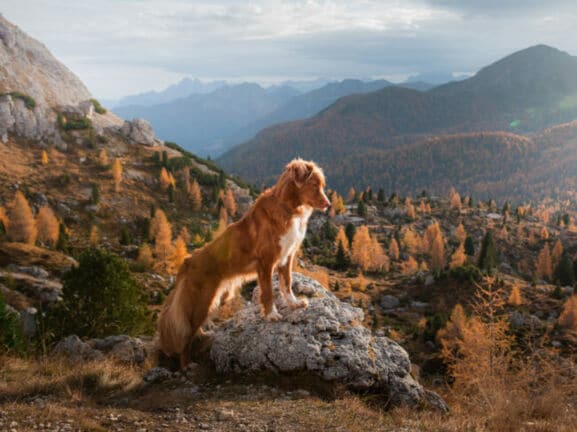 Ein Nova Scotia Duck Tolling Retriever steht auf einem Felsen in einer herbstlichen Berglandschaft.