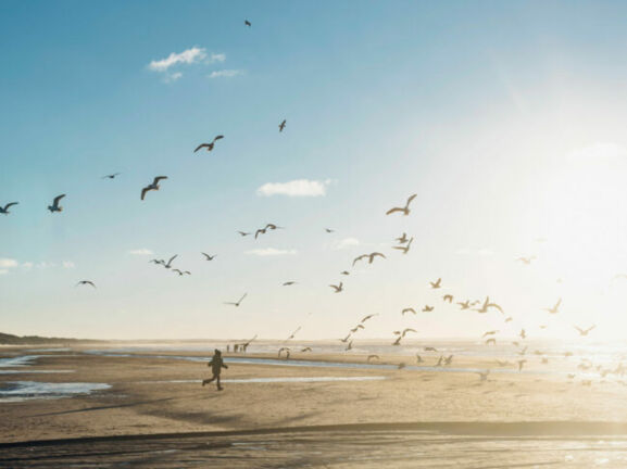 Person läuft am Strand in Dänemark umgeben von fliegenden Möwen, bei sonnigem Himmel mit wenigen Wolken.