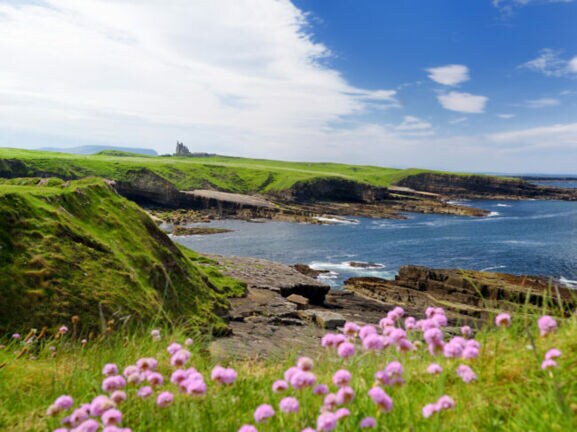 Eine Küstenlandschaft mit steinigen Klippen und Wiesen liegt direkt am Meer, im Vordergrund befinden sich lila Blüten.