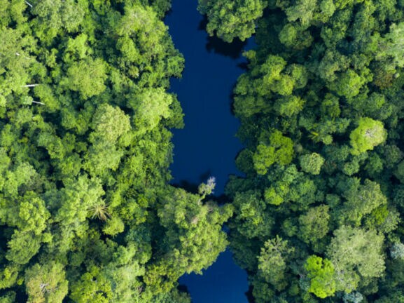 Luftaufnahme eines schmalen, dunkelblauen Flusses, der von dichtem, grünem Regenwald umgeben ist, im Taman Negara Nationalpark.