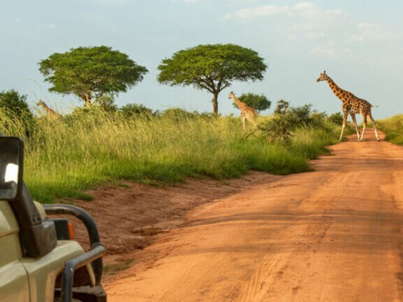 Zwei Giraffen überqueren eine rote Sandpiste in einer Savannenlandschaft, links im Vordergrund ein Safari-Fahrzeug mit Außenspiegel.