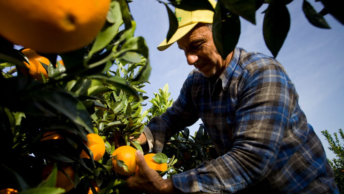 Ein älterer Orangenfarmer mit gelber Kappe und blau-grauem Karohemd pflückt Orangen.