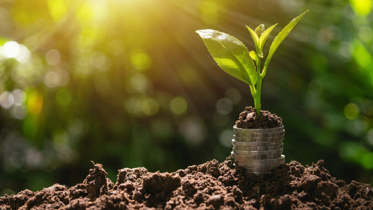 Ein Stapel Münzen auf einem Erdhaufen, aus dem eine kleine Pflanze wächst.