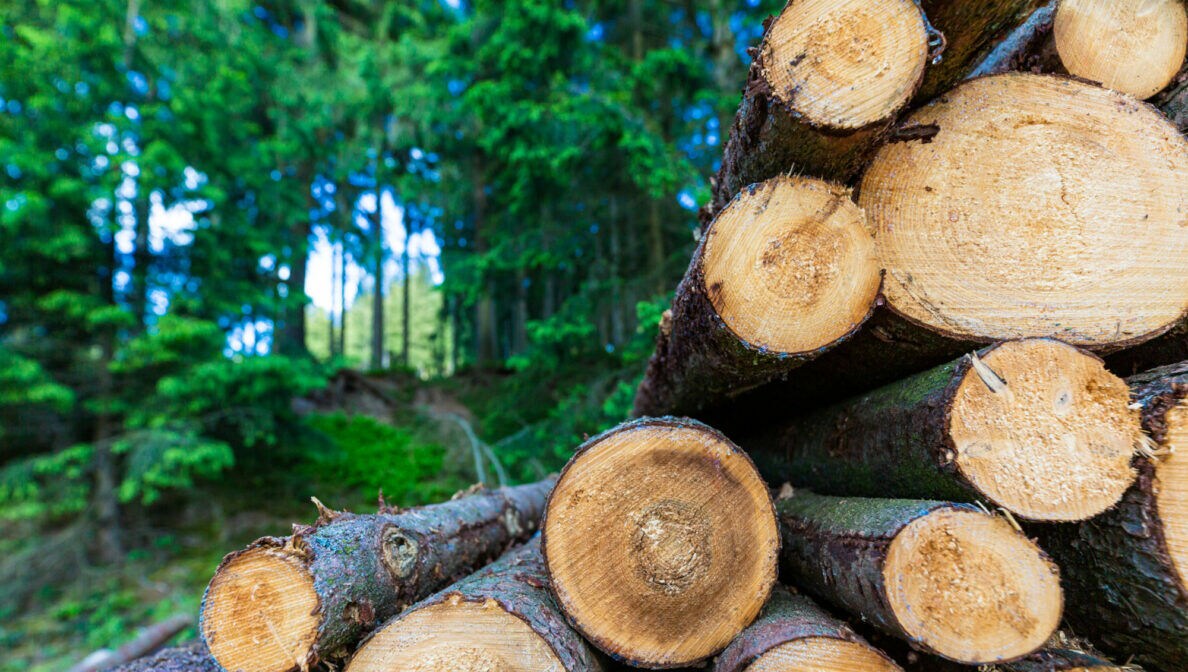 Mehrere Holzstämme im Wald aufeinandergestapelt.