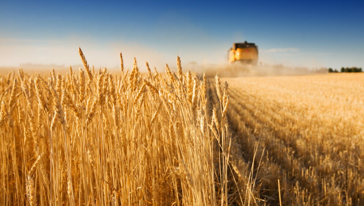 Ein Weizenfeld, über das ein Mähdrescher fährt; ein Teil des Felds ist bereits abgemäht.