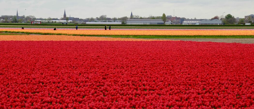 Tulpenfelder bei Lisse: Der Siegeszug der Frühlingsblume in den Niederlanden begann Ende des 16. Jahrhunderts in Leiden. (zu dpa: «Schlechte Tulpen-Ernte treibt die Preise»)