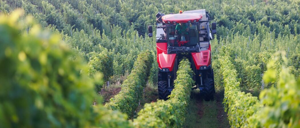 Blogbild: Weinberge und Weinbau