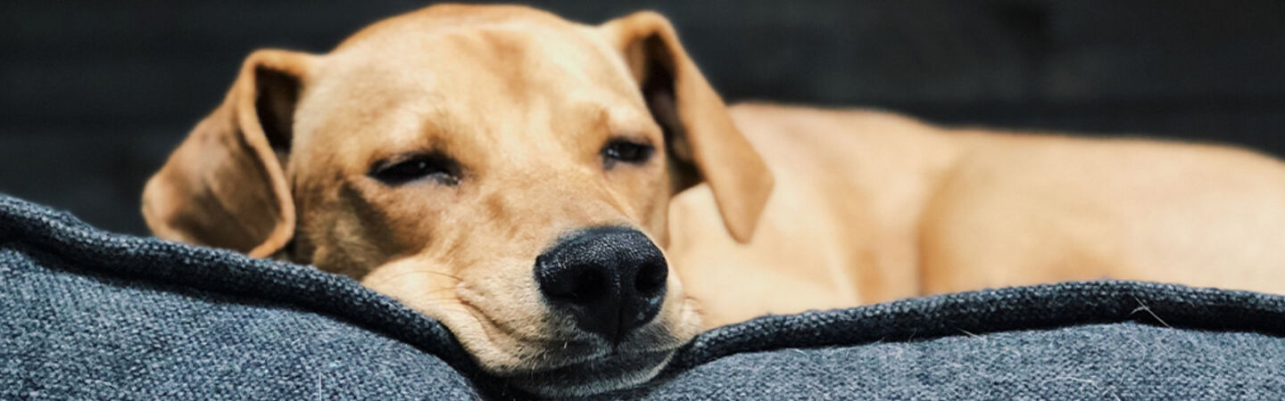 Hund liegt auf der Couch.