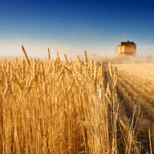 Ein Weizenfeld, über das ein Mähdrescher fährt; ein Teil des Felds ist bereits abgemäht.