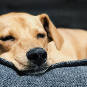 Hund liegt auf der Couch.