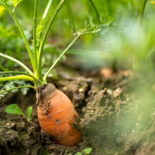 Möhren sollte man nur nach Bedarf ernten, ansonsten kann man sie bei 1,5 Grad Celsius lagern. (zu dpa: «Mehr Gemüse aus ökologischem Anbau»)
