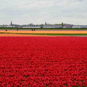 Tulpenfelder bei Lisse: Der Siegeszug der Frühlingsblume in den Niederlanden begann Ende des 16. Jahrhunderts in Leiden. (zu dpa: «Schlechte Tulpen-Ernte treibt die Preise»)