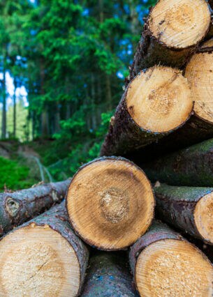 Mehrere Holzstämme im Wald aufeinandergestapelt.