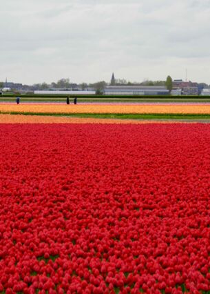 Tulpenfelder bei Lisse: Der Siegeszug der Frühlingsblume in den Niederlanden begann Ende des 16. Jahrhunderts in Leiden. (zu dpa: «Schlechte Tulpen-Ernte treibt die Preise»)